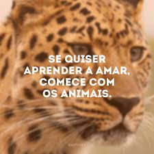 Os animais tem direitos