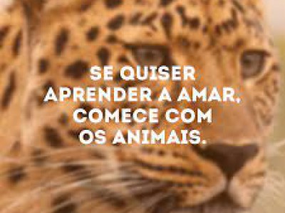 Os animais tem direitos